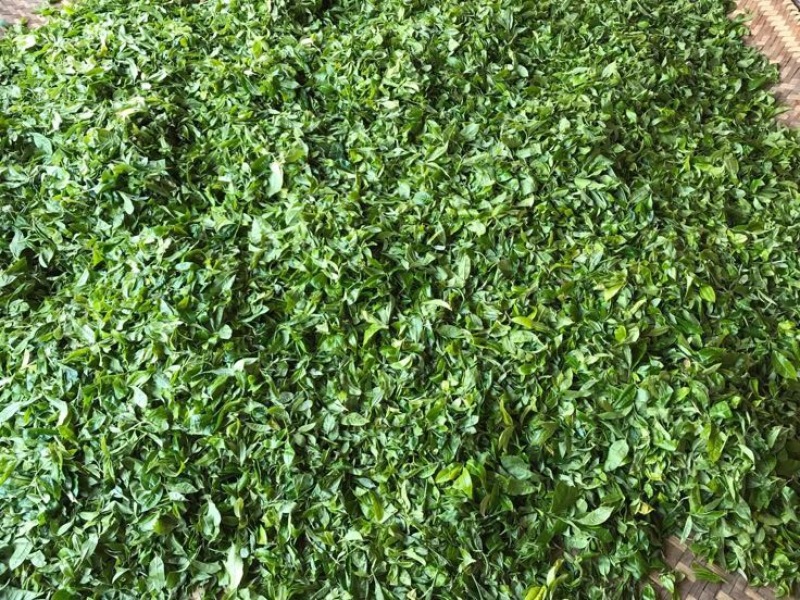 普洱茶