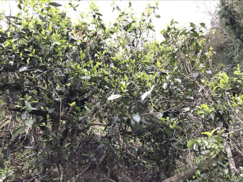 普洱茶