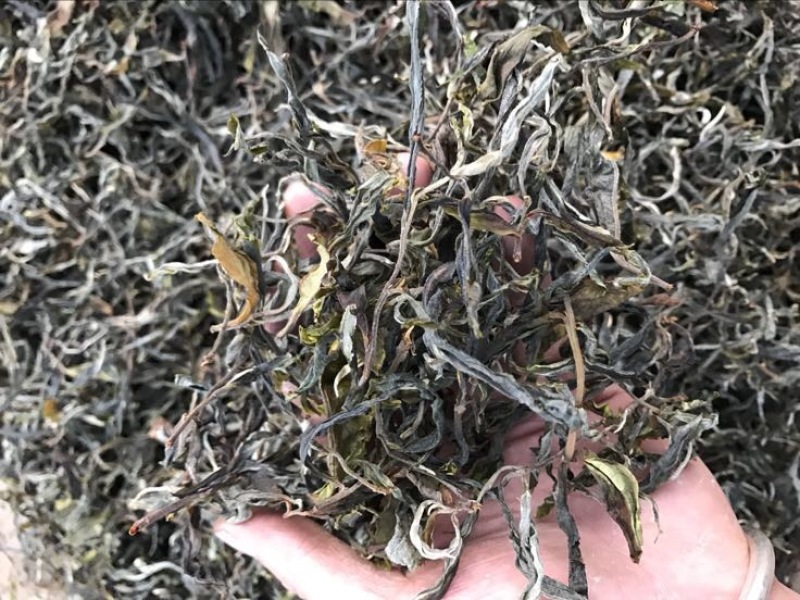 普洱茶