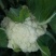 【精】郑研青松60早熟菜花种子，花白梗青，花粒细