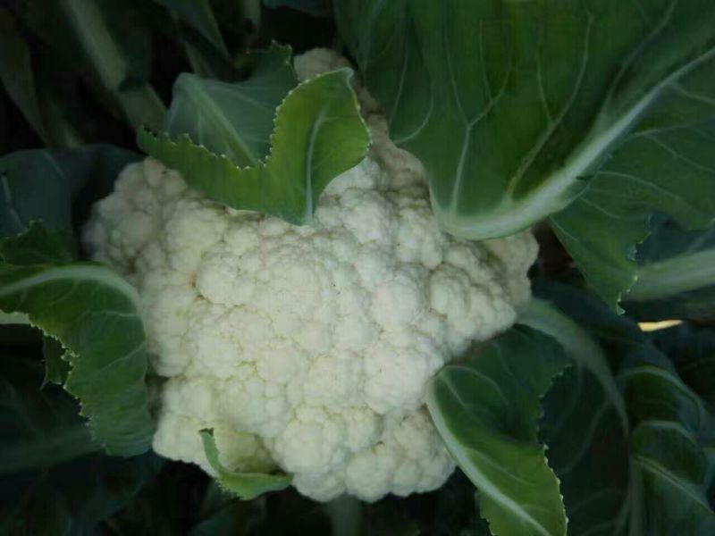 【精】郑研青松60早熟菜花种子，花白梗青，花粒细