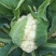 【精】郑研青松60早熟菜花种子，花白梗青，花粒细