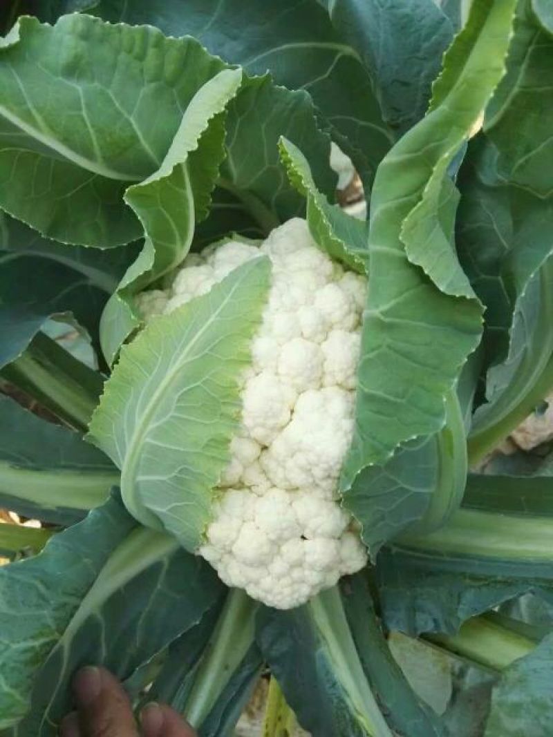 【精】郑研青松60早熟菜花种子，花白梗青，花粒细