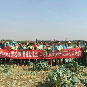 【精】郑研青松60早熟菜花种子，花白梗青，花粒细