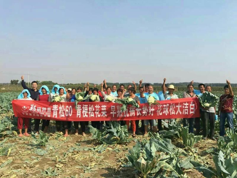 【精】郑研青松60早熟菜花种子，花白梗青，花粒细