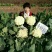 【精】郑研青松60早熟菜花种子，花白梗青，花粒细