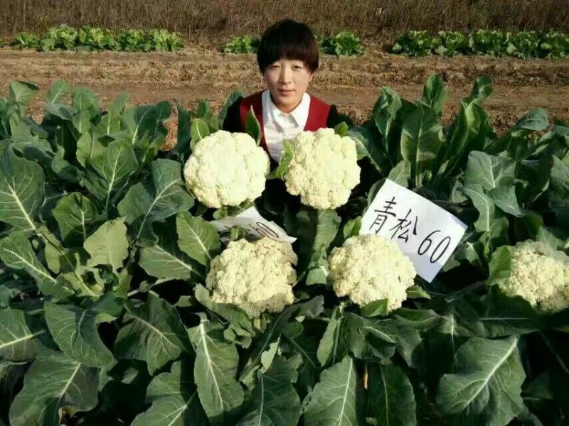 【精】郑研青松60早熟菜花种子，花白梗青，花粒细