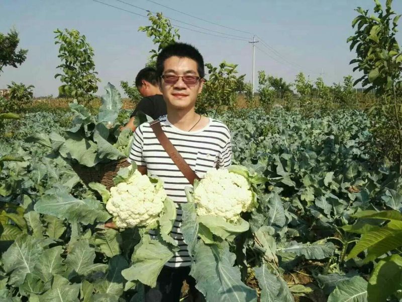 【精】郑研青松60早熟菜花种子，花白梗青，花粒细