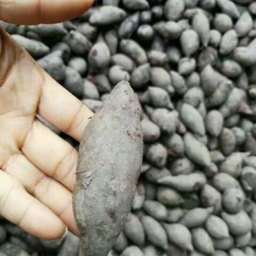 紫薯2两以上紫心