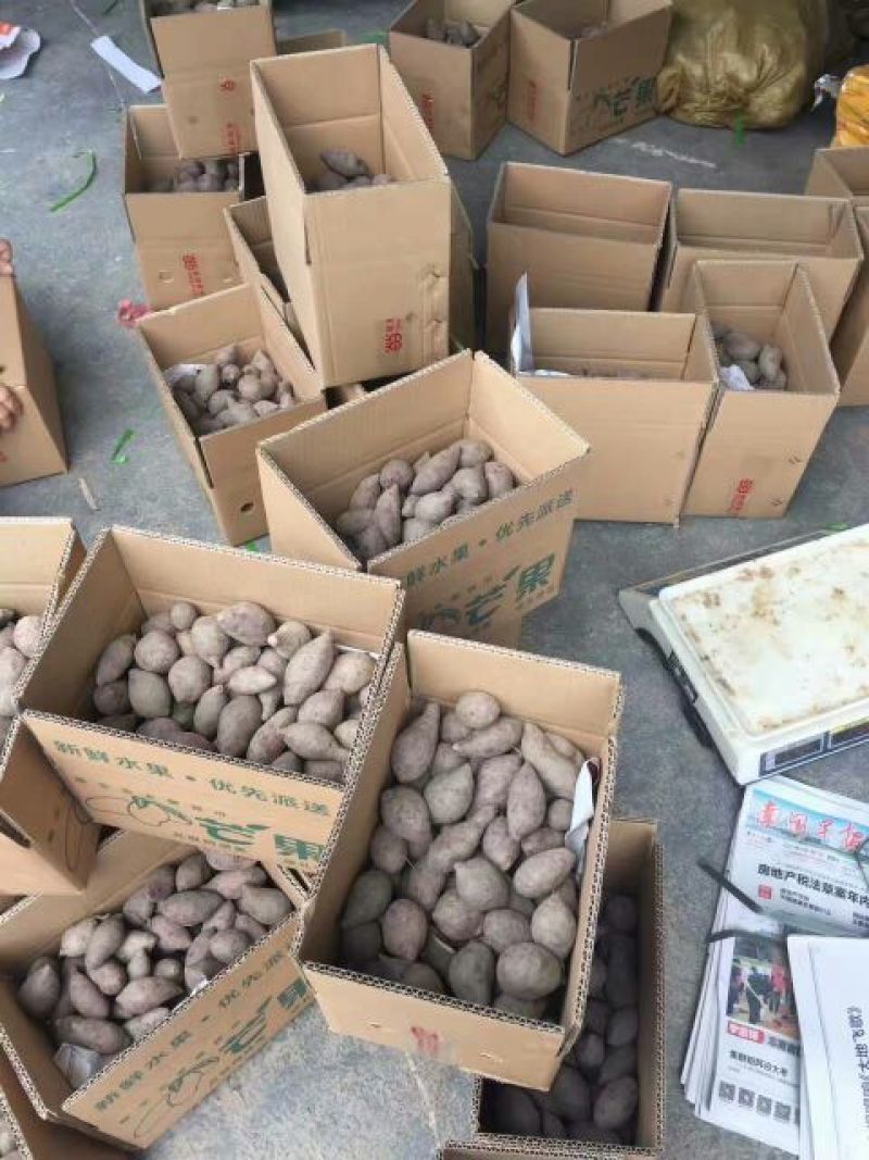 紫薯2两以上紫心