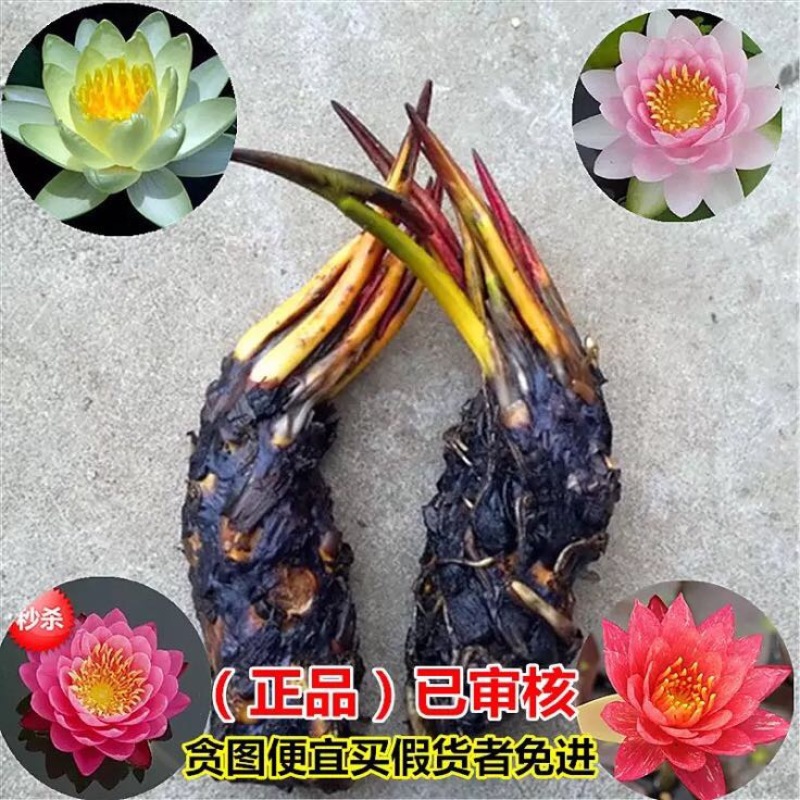 睡莲