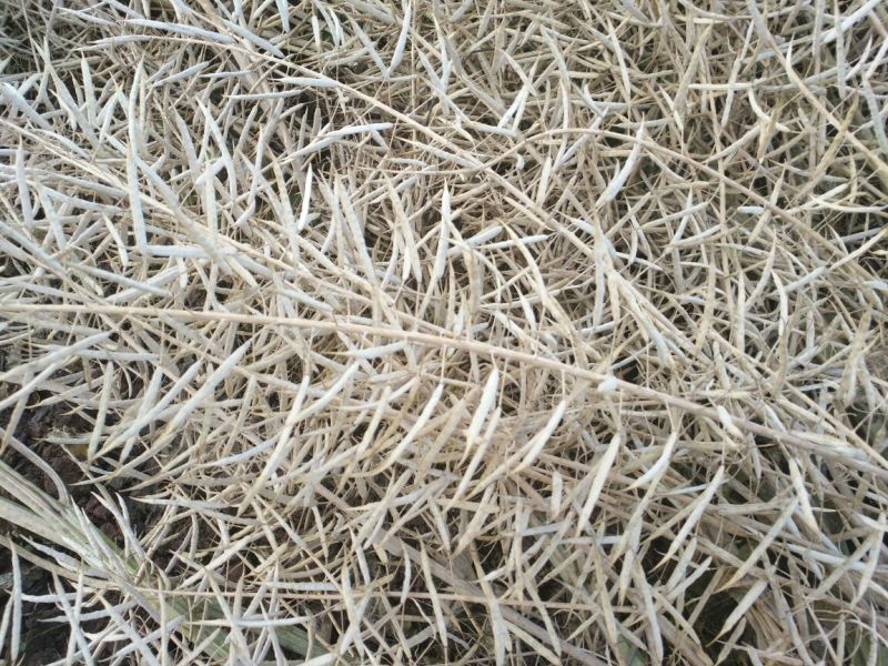 油菜籽5