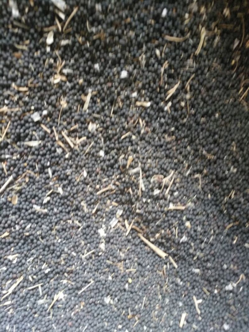 油菜籽5