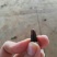 妃子笑1.5~2cm