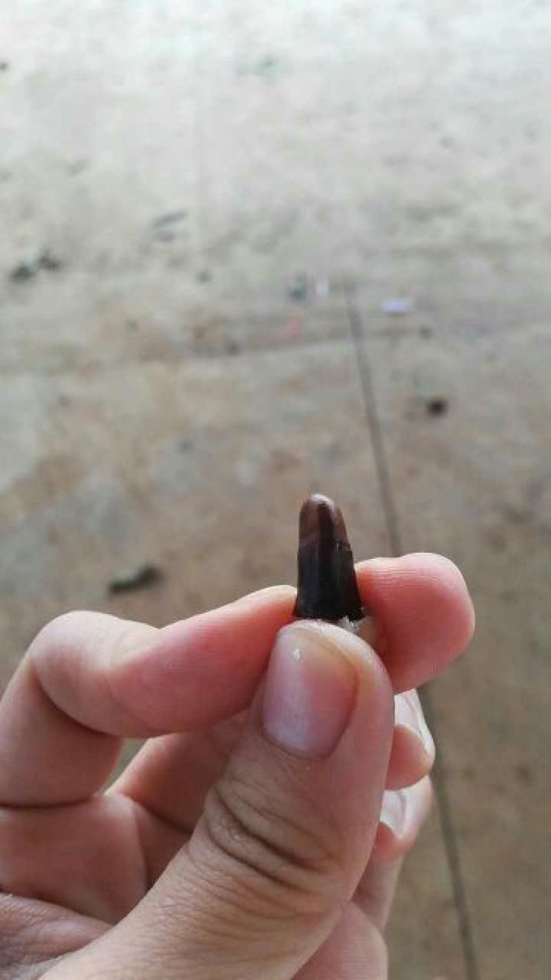 妃子笑1.5~2cm