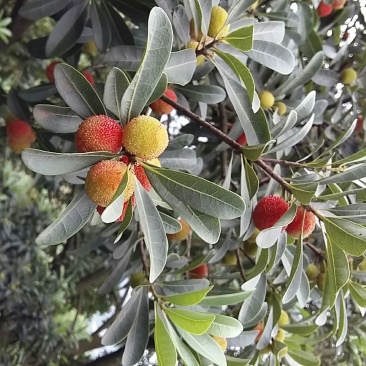 杨梅1.5~2cm