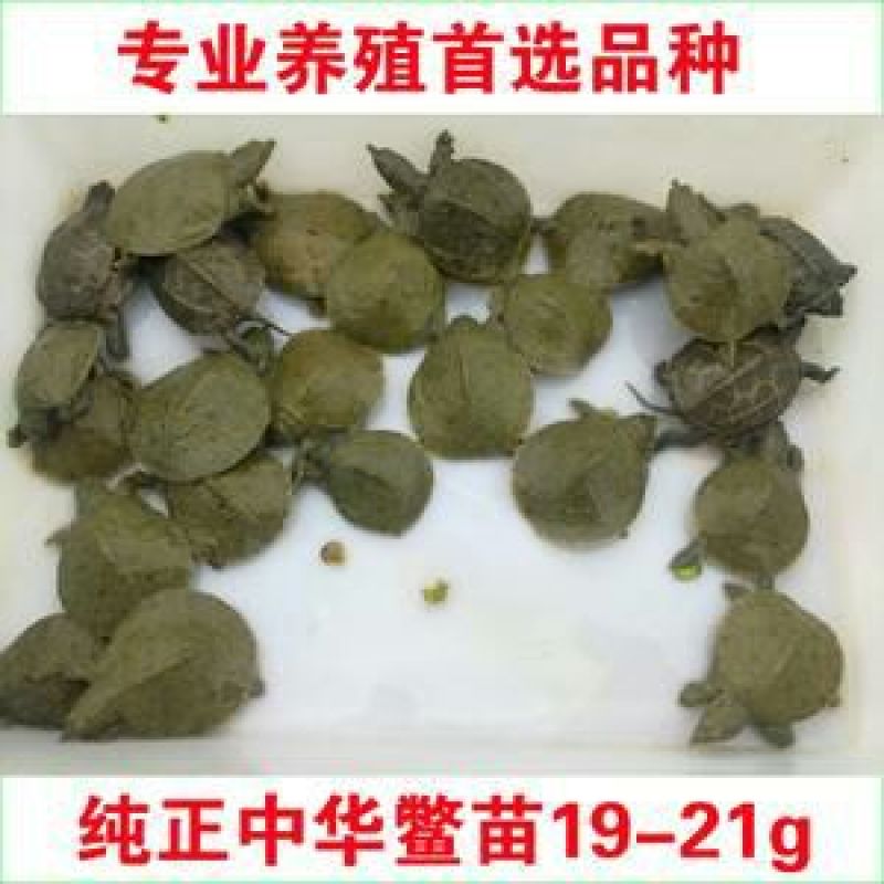 甲鱼苗鱼苗