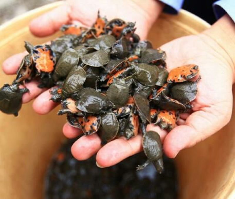 甲鱼苗鱼苗