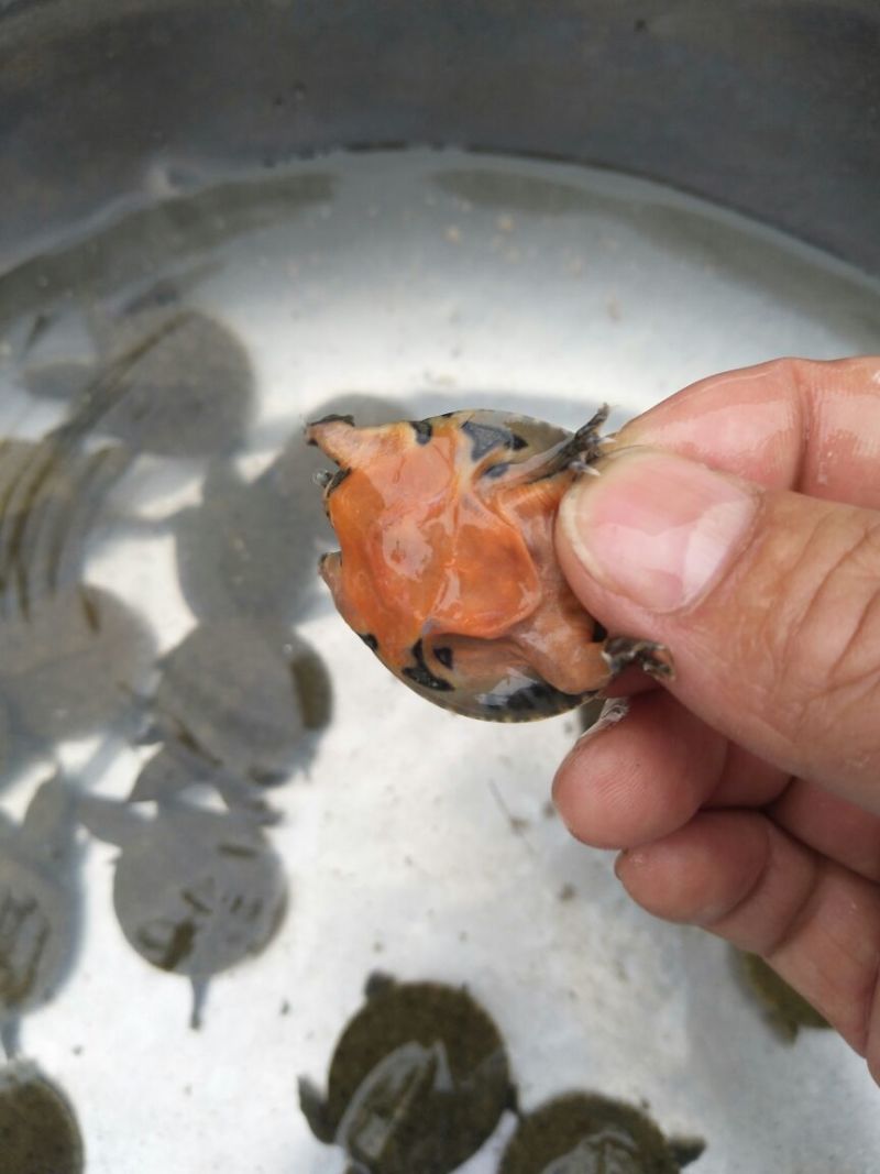 甲鱼苗鱼苗