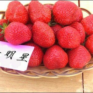 全明星草莓苗10~20cm