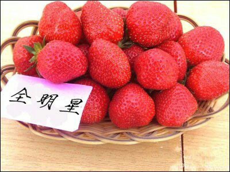 全明星草莓苗10~20cm