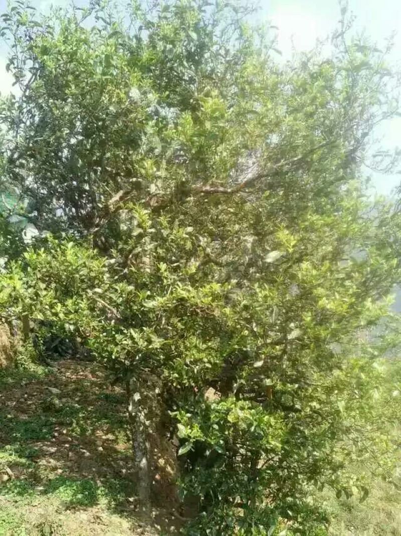 古树茶特级