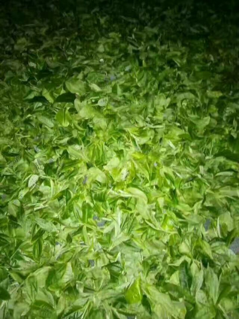 古树茶特级