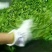 古树茶特级
