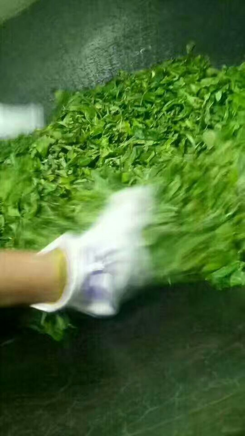 古树茶特级