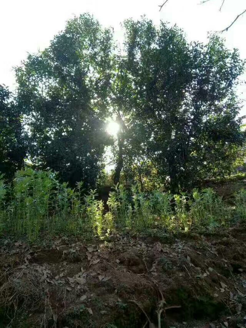 古树茶特级