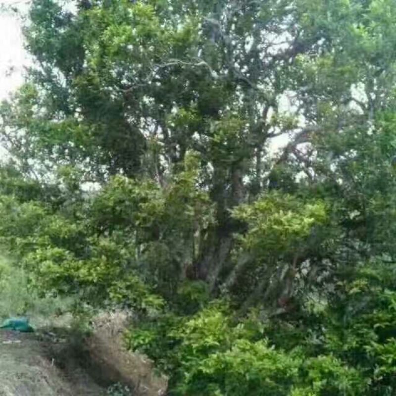 古树茶特级