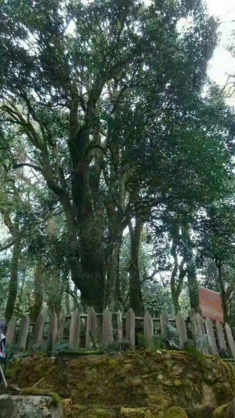 古树茶特级