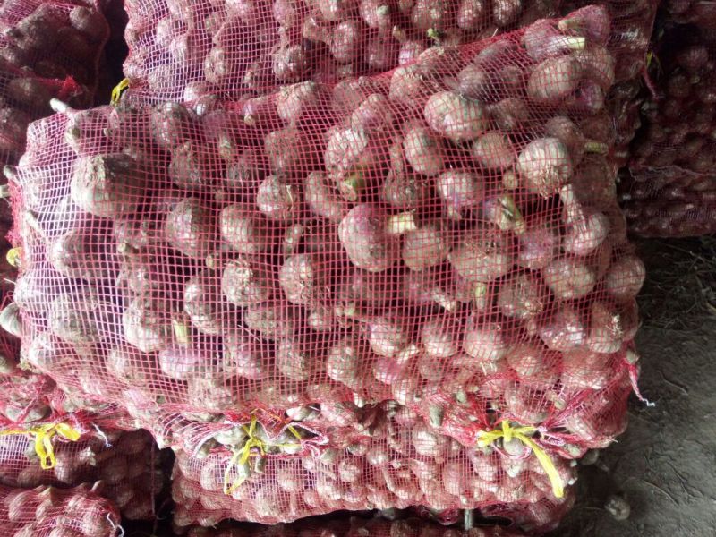 大蒜5cm以上鲜蒜可视频看货