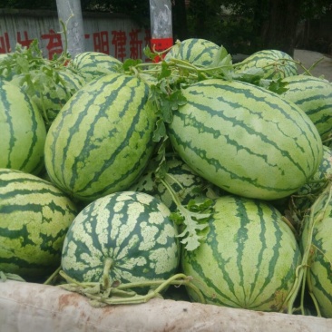 西农8号西瓜8斤打底8成熟1茬