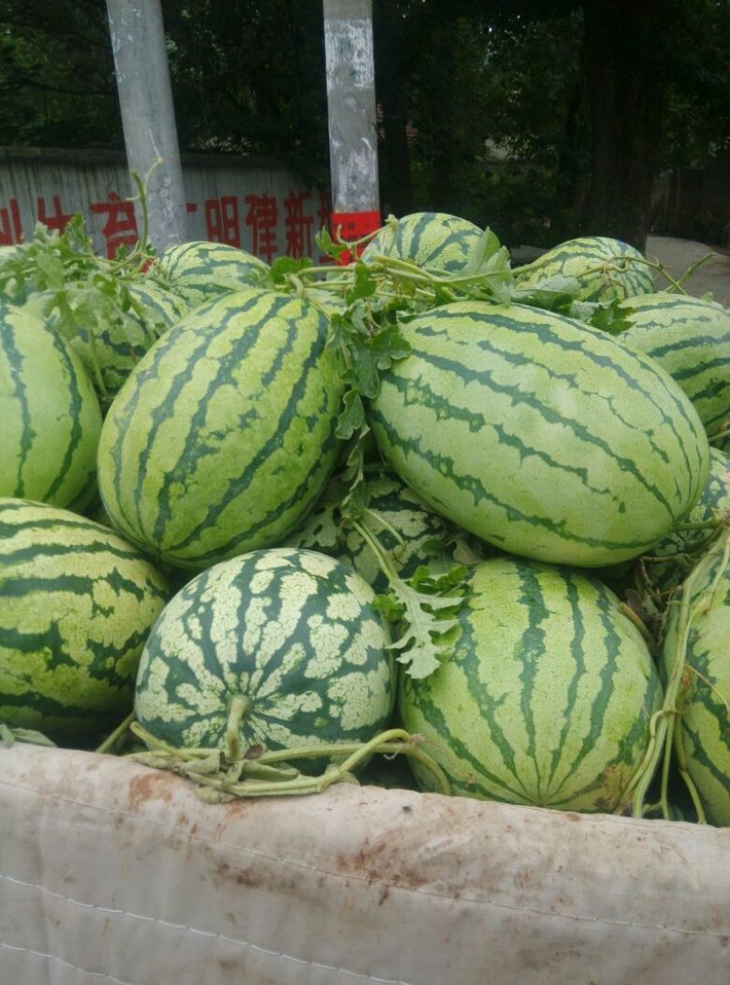 西农8号西瓜8斤打底8成熟1茬