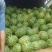 西农8号西瓜8斤打底8成熟1茬