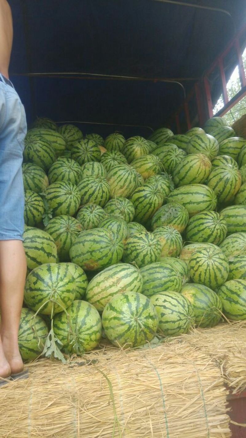 西农8号西瓜8斤打底8成熟1茬