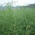 压榨菜籽油