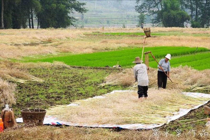 压榨菜籽油
