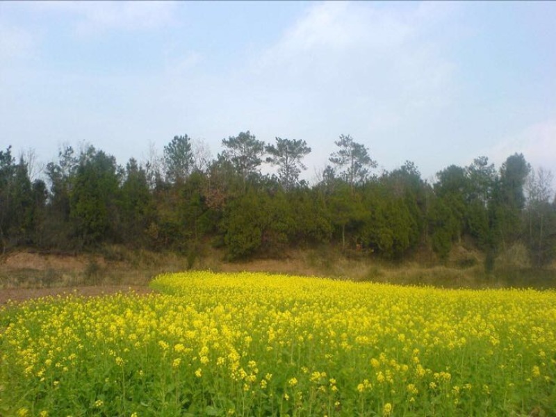 压榨菜籽油