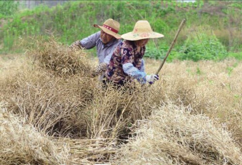 压榨菜籽油