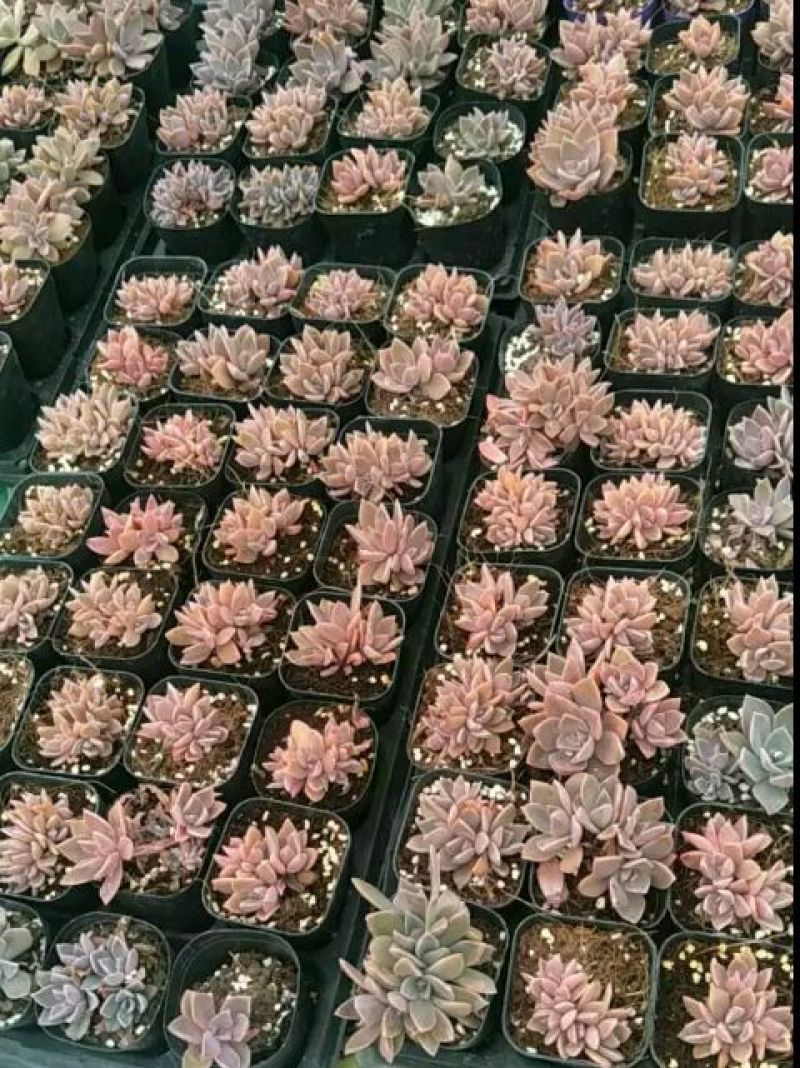 多肉植物不含盆