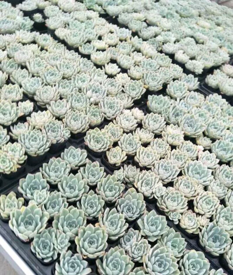多肉植物不含盆