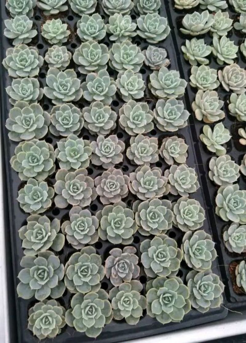 多肉植物不含盆