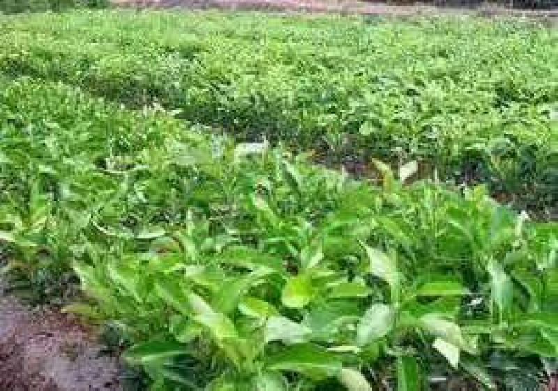 三红蜜柚苗1cm以上0.8~1m