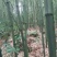 苦竹7~8m