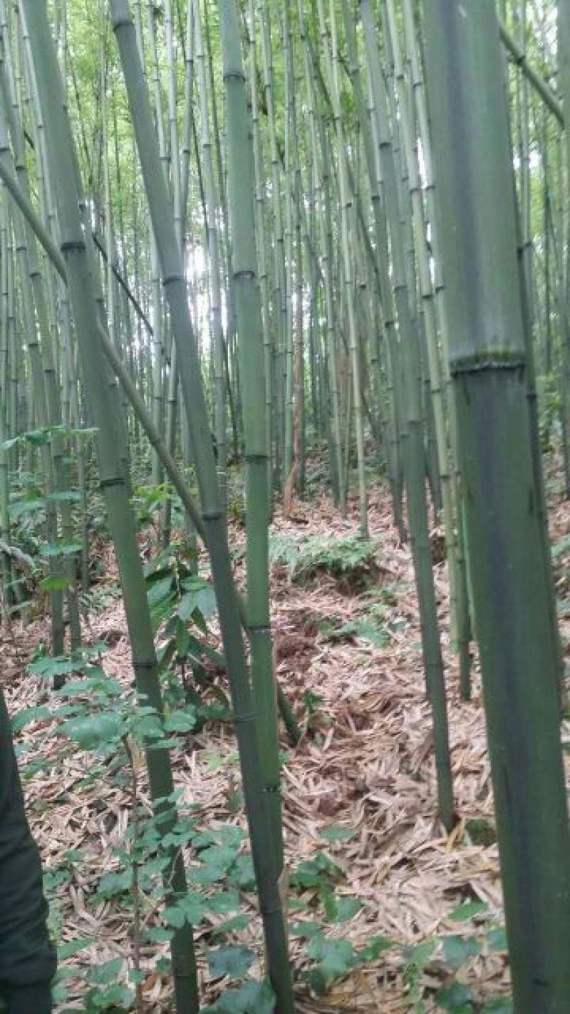 苦竹7~8m