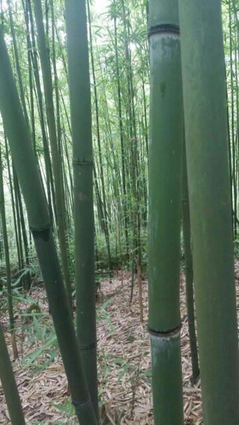 苦竹7~8m