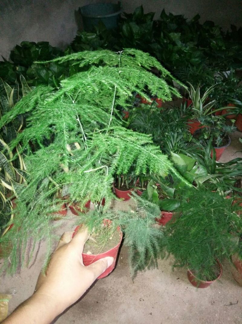 文竹带盆栽好