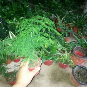 文竹带盆栽好